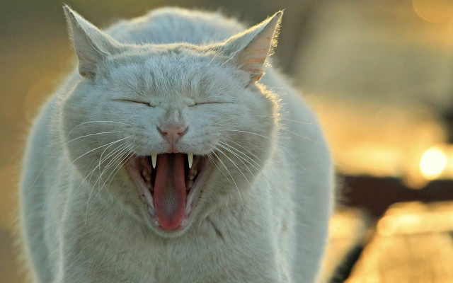 White cat open mouth award free wallpaper - medium preview image