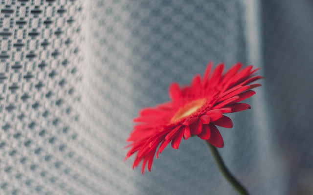 Red flower white cloth blurry free wallpaper - medium preview image