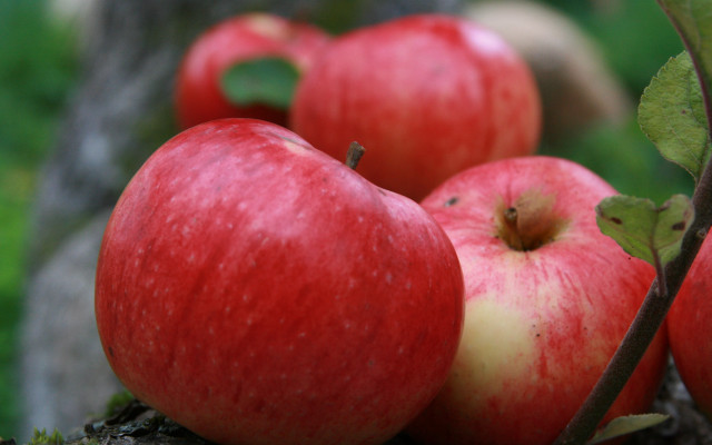 Apples branch leaves macro naturalism free wallpaper - medium preview image