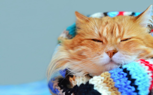 Cat sleeping blanket pillow blue free wallpaper - medium preview image