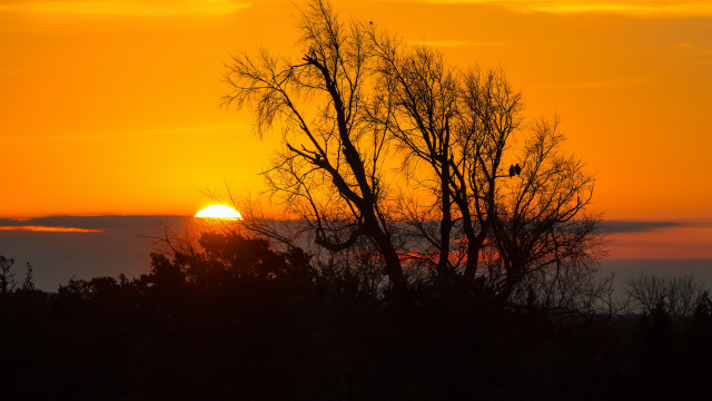 Sunset tree bird clouds autumn free wallpaper - medium preview image