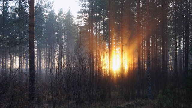 Forest sunlight grass trees night free wallpaper - medium preview image