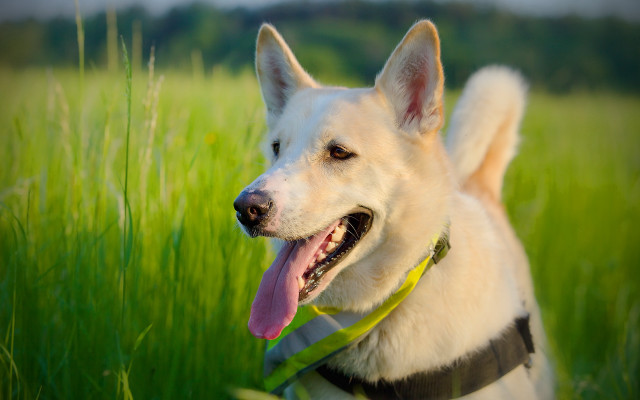 Dog collar shiba inu outdoor free wallpaper - medium preview image