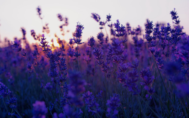 Lavender sunset field autumn leaves free wallpaper - medium preview image
