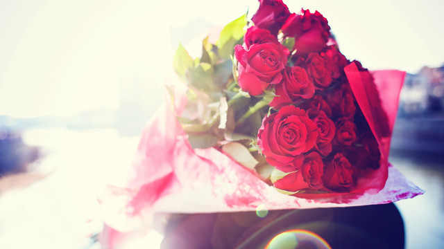 Red roses pink wrapper outdoor free wallpaper - medium preview image
