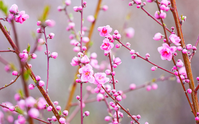 Pink cherry blossoms macro flower free wallpaper - medium preview image
