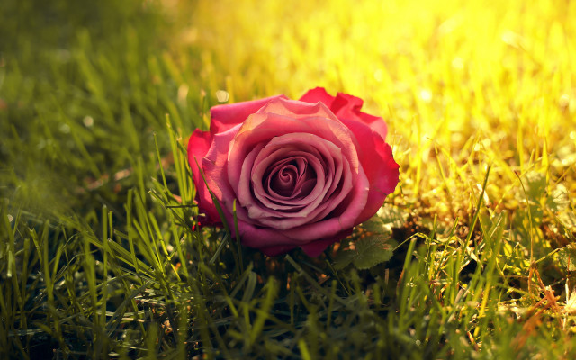 Pink rose grass sunset blurry free wallpaper - medium preview image