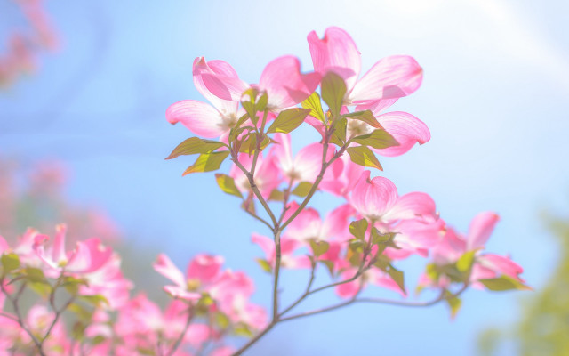 Pink flower blooming branch blue #2 free wallpaper - medium preview image