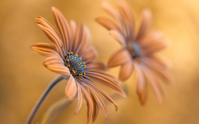 Daisy dandelion sunflower white flower free wallpaper - medium preview image