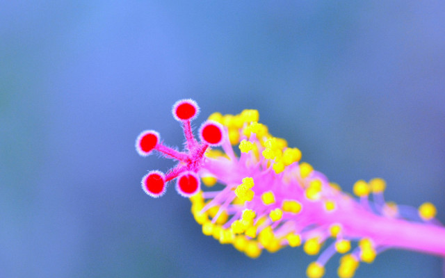 Flower red yellow tips blue free wallpaper - medium preview image
