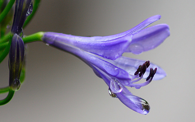 Purple flower water drops macro #4 free wallpaper - medium preview image
