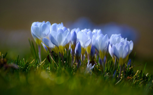 Blue flower field macro nature free wallpaper - medium preview image