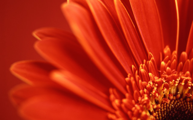 Bright orange flower red background #2 free wallpaper - medium preview image