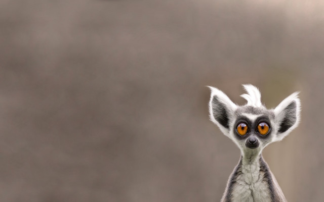 Lemur orange eyes furry wildlife free wallpaper for desktop - medium preview image