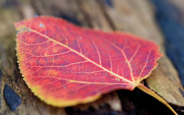 Red leaf wooden surface autumn free wallpaper - medium preview image