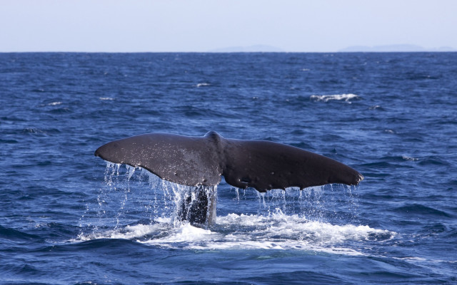 Whale diving ocean mouth tail free wallpaper - medium preview image