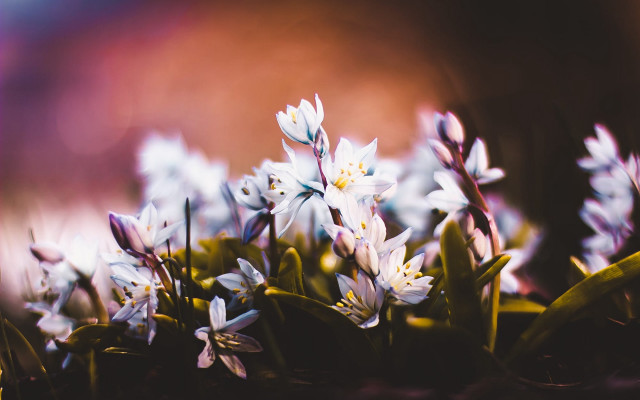 Flowers grass sunny blurry depth free wallpaper - medium preview image