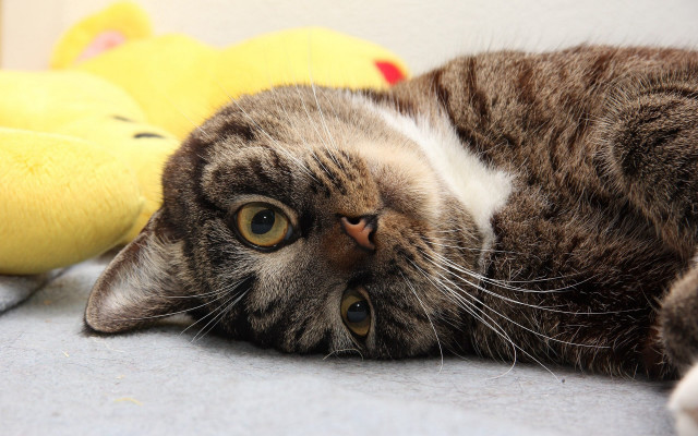 Cat back couch stuffed duck free wallpaper - medium preview image