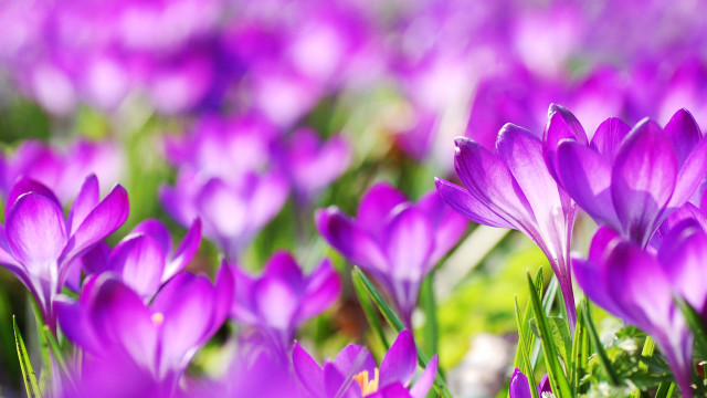 Purple flower field bokeh macro #4 free wallpaper - medium preview image