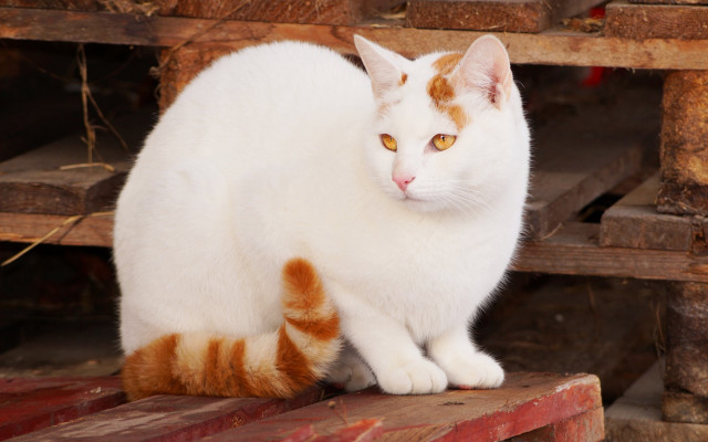 White cat wooden bench red free wallpaper - medium preview image
