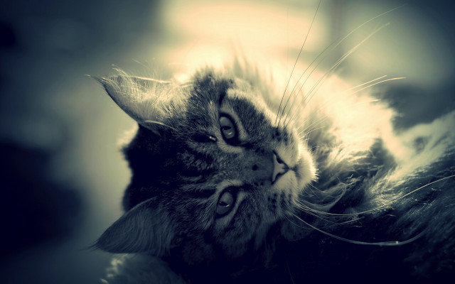 Cat laying pillow portrait animal free wallpaper - medium preview image