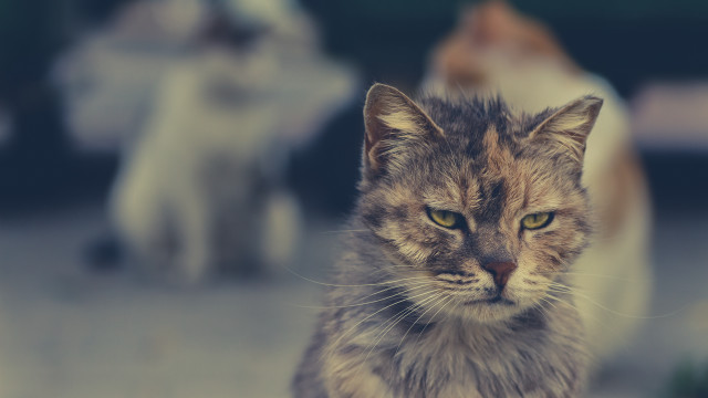 Cat sitting others angry yellow free wallpaper - medium preview image