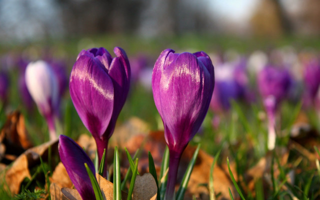 Purple flower field bokeh depth free wallpaper - medium preview image
