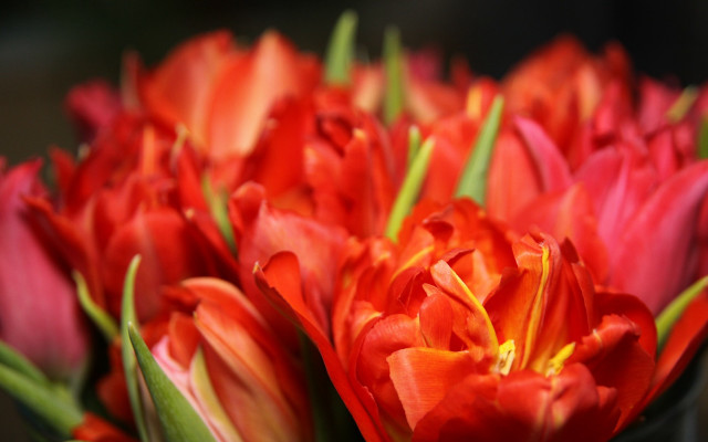 Red flower bokeh vase shallow free wallpaper - medium preview image