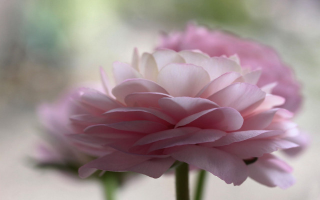 Pink flower vase water rococo free wallpaper - medium preview image