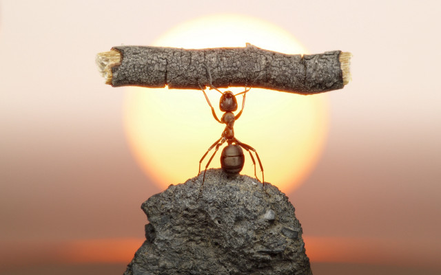 Ant wood rock sunset macro free wallpaper - medium preview image