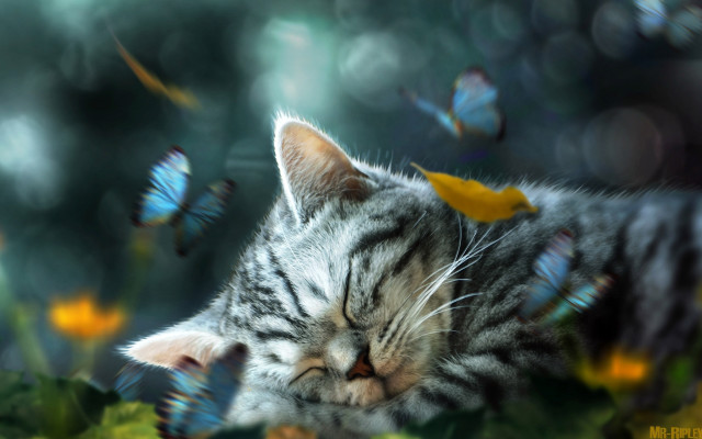 Sleeping cat flower butterflies fantasy free wallpaper - medium preview image