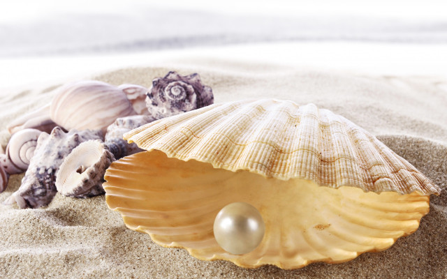 Shell pearl beach sand shallow free wallpaper - medium preview image