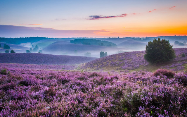 Purple flower sunset landscape foggy free wallpaper - medium preview image