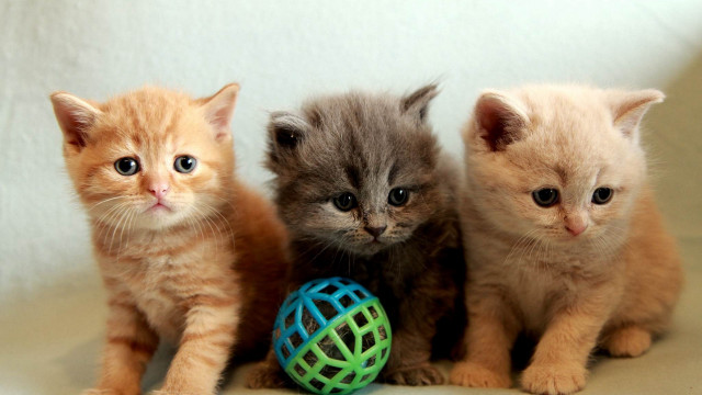 Three kittens ball white background free wallpaper - medium preview image