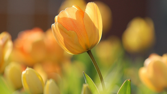 Yellow flower field bokeh macro #6 free wallpaper - medium preview image