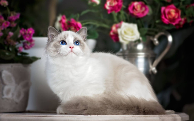 White cat flowers vase bokeh free wallpaper - medium preview image