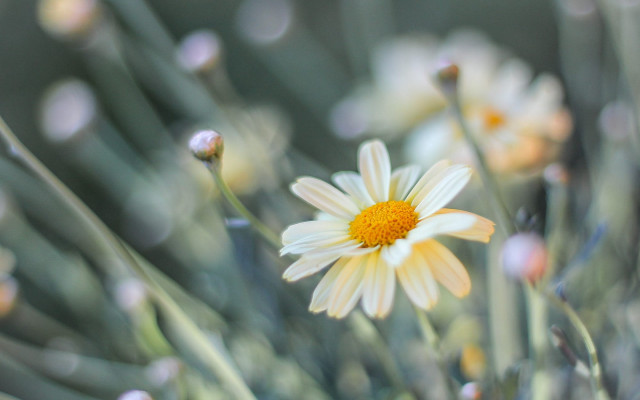 Daisy blurry background shallow depth free wallpaper - medium preview image