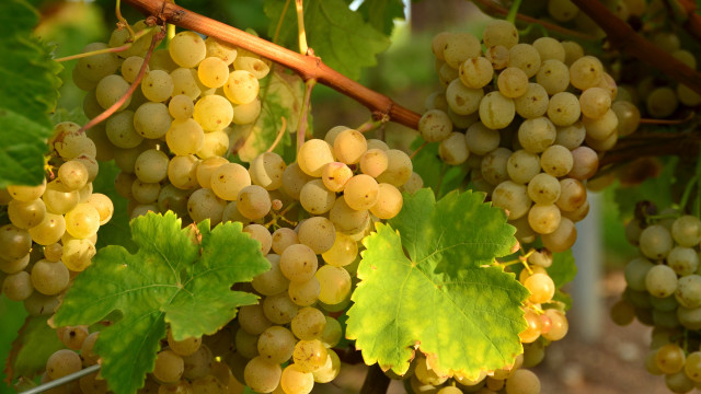 Grapes vineyard leaves stilllife orange free wallpaper - medium preview image