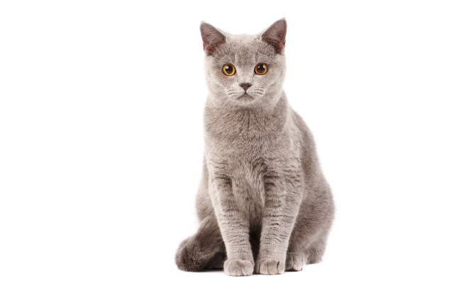 Curious gray cat digital rendering free wallpaper - medium preview image