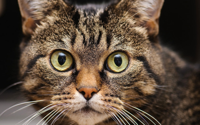 Cat green eyes closeup macro #2 free wallpaper - medium preview image