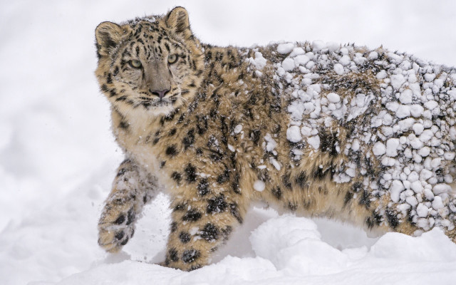 Snow leopard walking snow wildlife free wallpaper - medium preview image