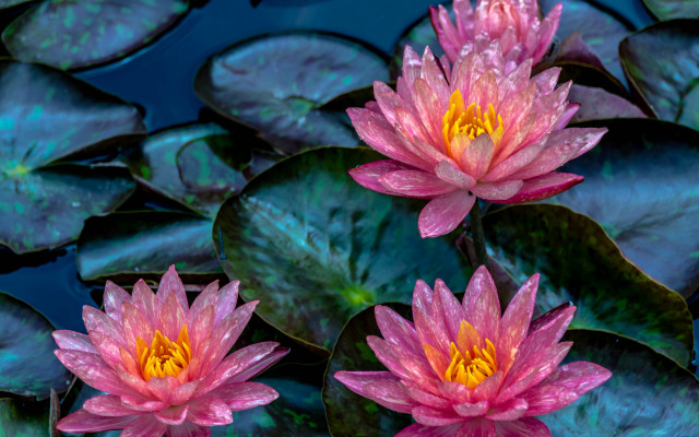 Pink water lilies pond bug free wallpaper - medium preview image