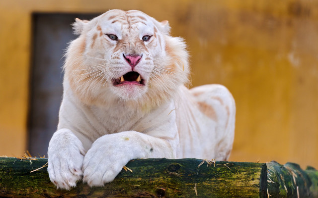 White tiger log surprised photorealistic free wallpaper - medium preview image