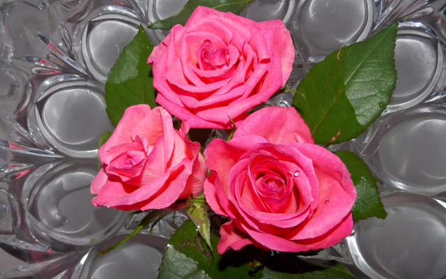 Pink roses vase silver cups free wallpaper - medium preview image