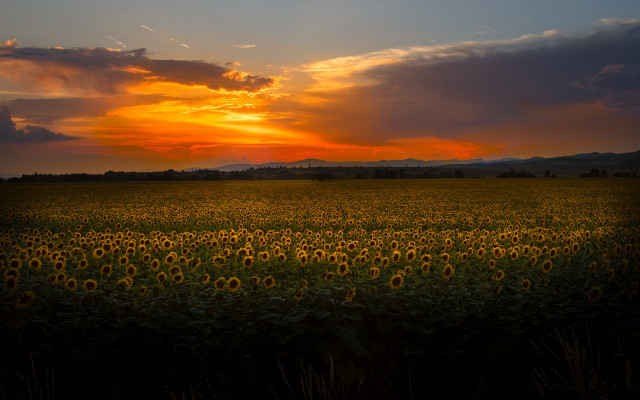 Sunflowers sunset clouds landscape cityscape free wallpaper - medium preview image