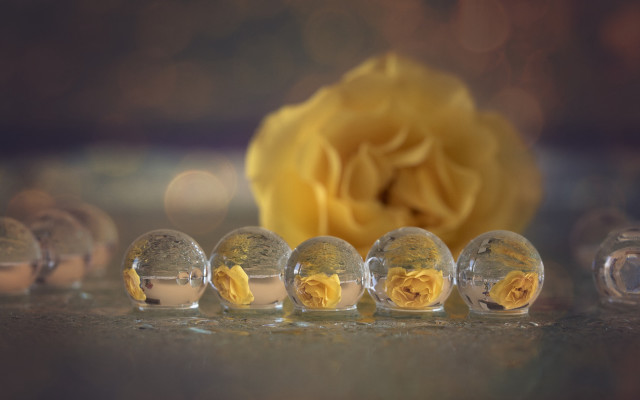 Yellow rose glass balls macro free wallpaper - medium preview image