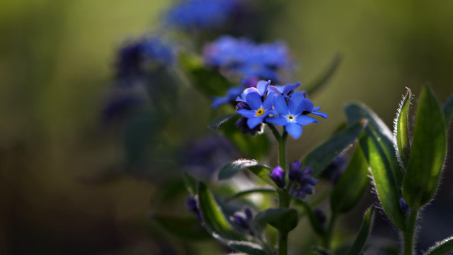 Blue flower green leaves macro free wallpaper - medium preview image