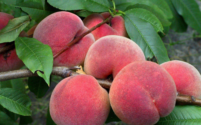 Peaches hanging branch leaves macro #2 free wallpaper - medium preview image