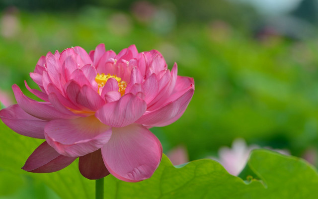 Pink flower yellow center field #5 free wallpaper - medium preview image