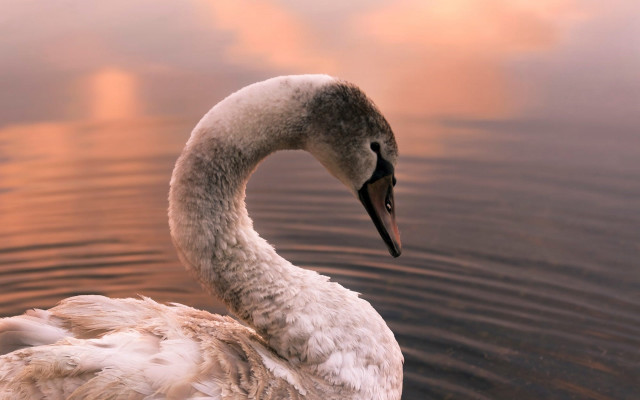 Swan reflection water sunset photorealistic free wallpaper - medium preview image